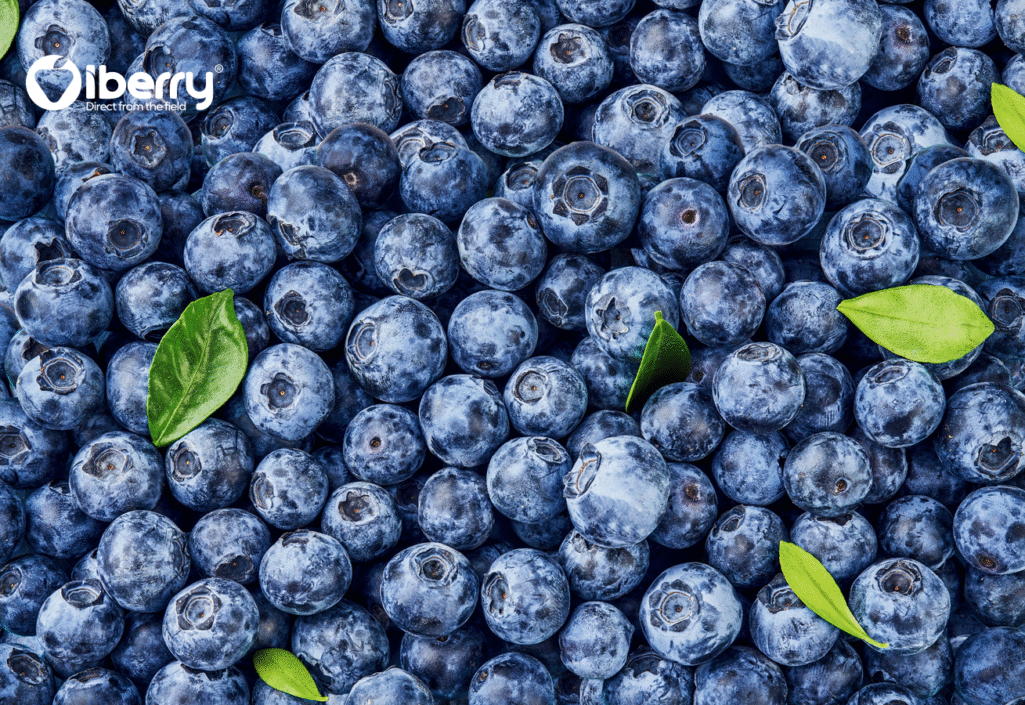 iberry-v3-post-img-2-min