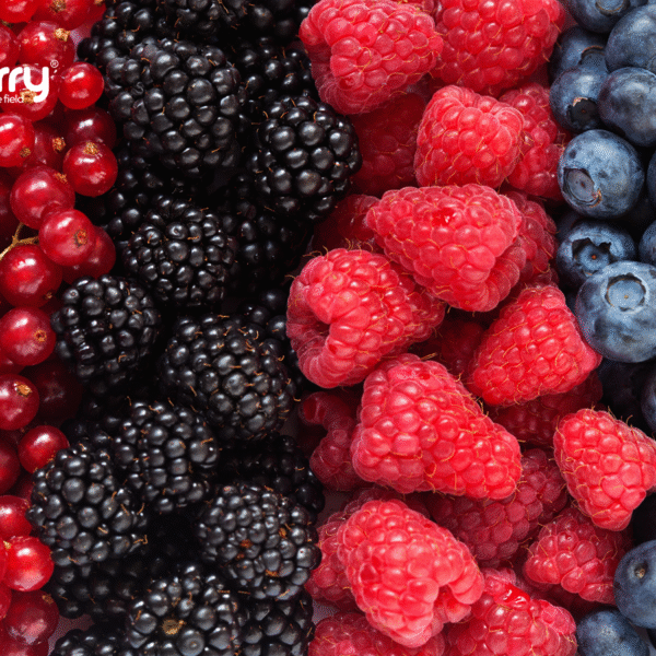 iberry-v5post-img-2-min