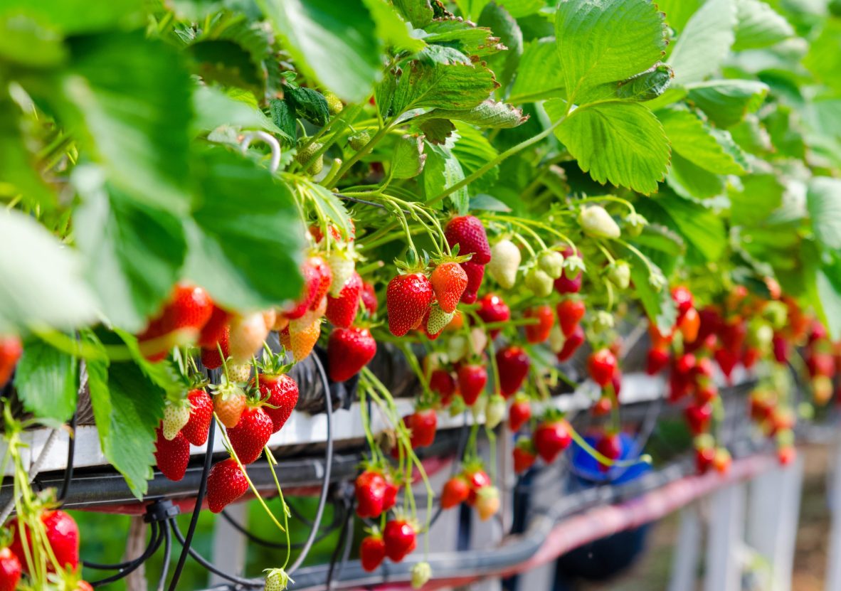 Strawberries being grown commercially on table top irrigation system.